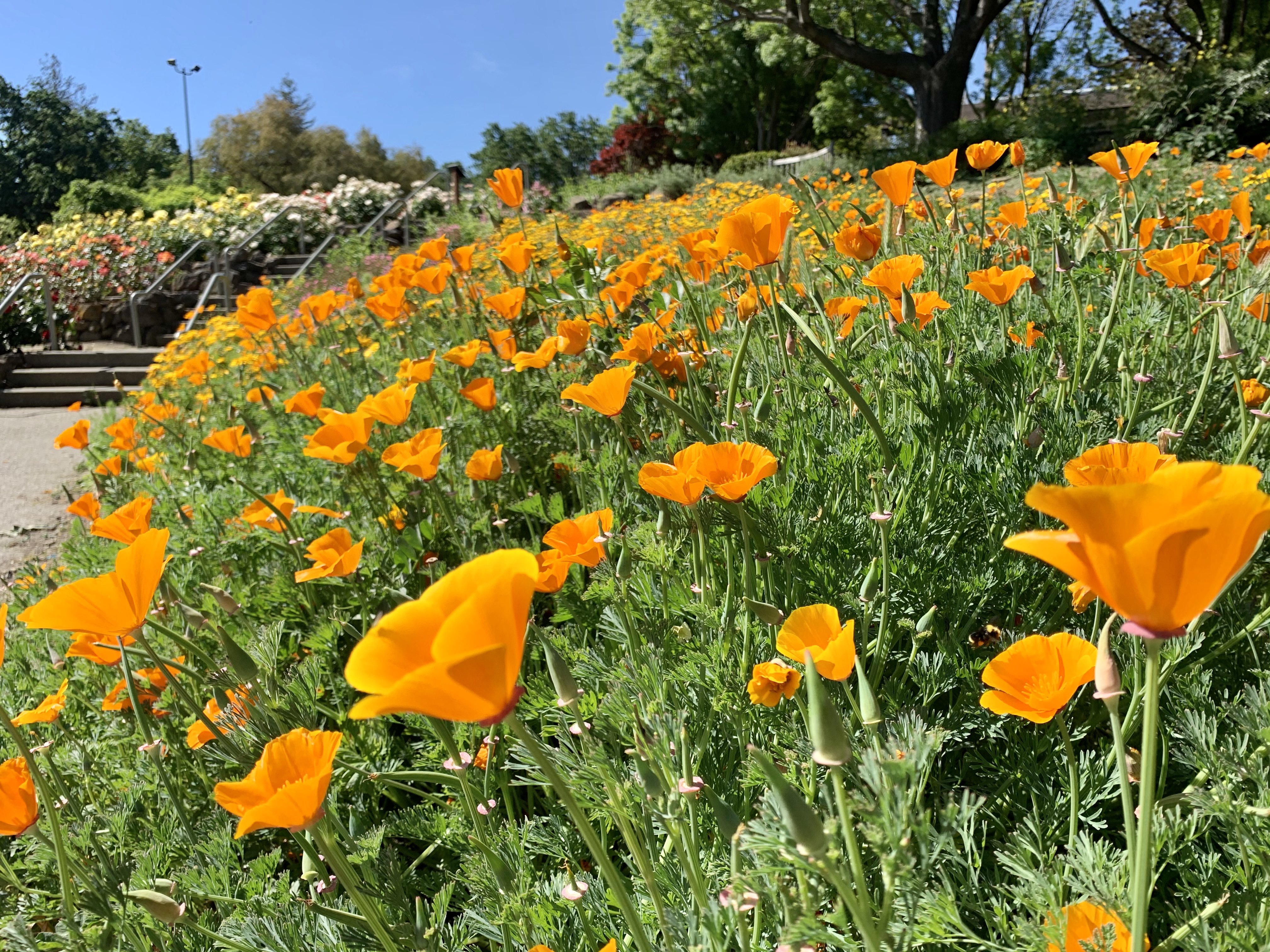 Happiness is a Walk in the Park